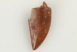 Serrated, Raptor Tooth - Real Dinosaur Tooth #193051-1